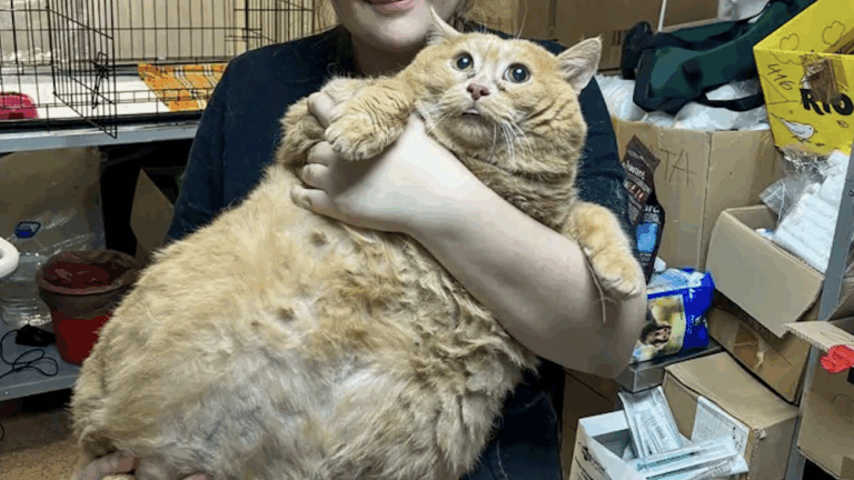 Muere Migajas, el gatito que se había hecho viral por ser el más gordo del mundo