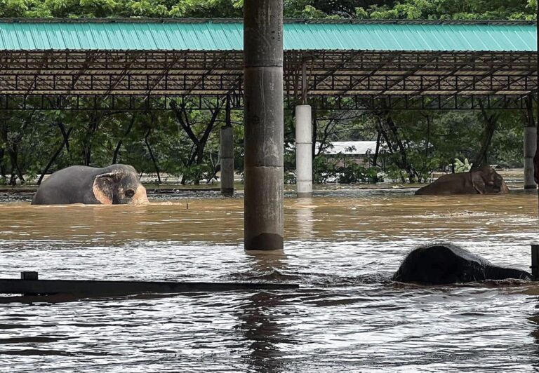 Dos elefantes han muerto en medio de las inundaciones que afectan el centro y norte de Tailandia