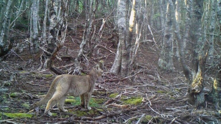 Gracias a cámaras trampa: Logran captar de forma inédita a cachorro de puma en la región de Magallanes