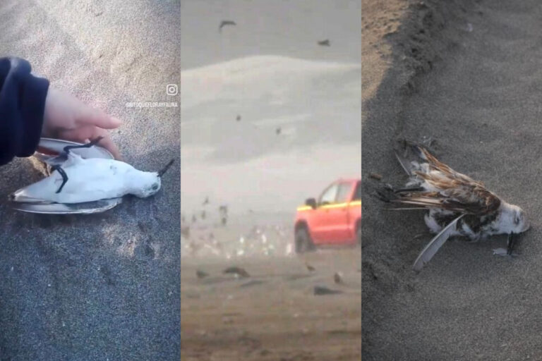 Por maltrato animal: Ministerio del Medio Ambiente interpone denuncia tras atropello de aves en dunas de Ritoque