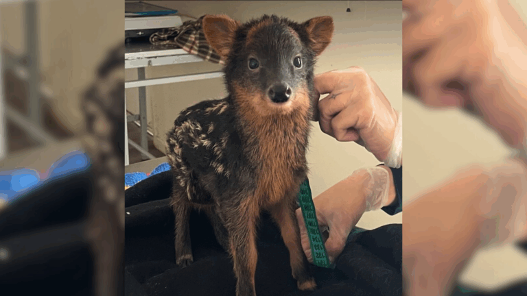 Reportan nacimiento de pudú en Chiloé: Su madre sobrevivió a ataque de unos perros