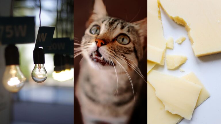 Desde churu para gatos hasta ampolletas LED: Estos son los productos más robados en el retail en lo que va del 2024