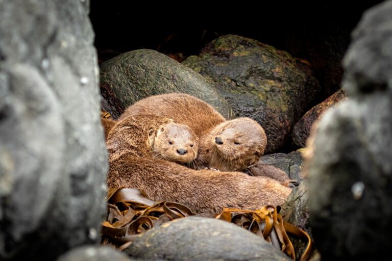 El chungungo es elegido como nuevo embajador del día de la fauna chilena y se convierte en el símbolo de la conservación