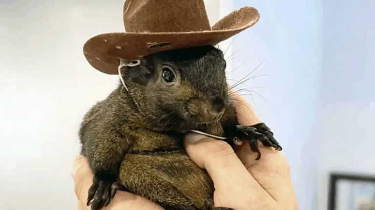 ¿Por qué sacrificaron a la ardilla Peanut en Estados Unidos? Hombre que la acogió anunció que tomará 