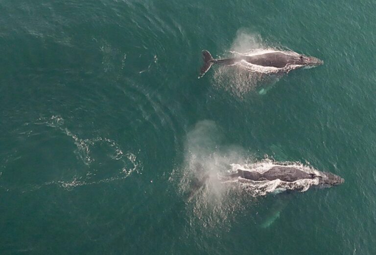 Gobierno presenta denuncias para investigar la muerte de dos ballenas jorobadas cerca de centros salmoneros