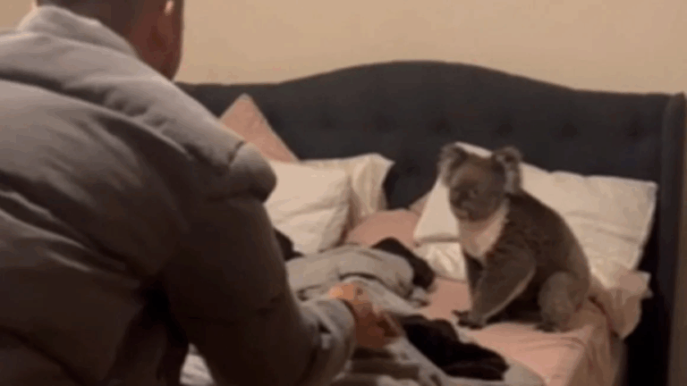 Solo pasa en Australia: Pareja llegó a su casa y se encontró con un koala en el dormitorio