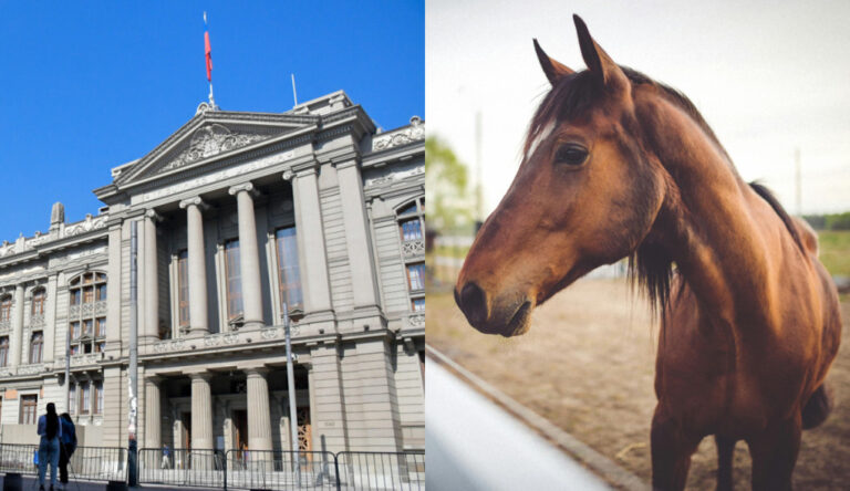 Un caballo fina sangre en disputa: Corte Suprema zanja demanda por incumplimiento de contrato de compraventa del animal