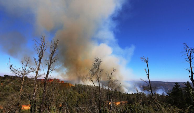 Senapred solicita evacuación de sectores de Montedónico y Vista al Mar, en Valparaíso, por incendio forestal