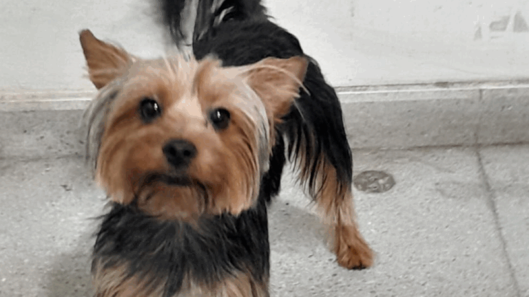 Mascota perdida en el Metro: Alertan presencia de perro perdido en estación de la Línea 3