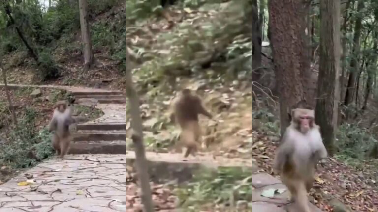 La conmovedora historia del mono que corre en dos patas: Perdió una mano y tiene una deformidad en la otra