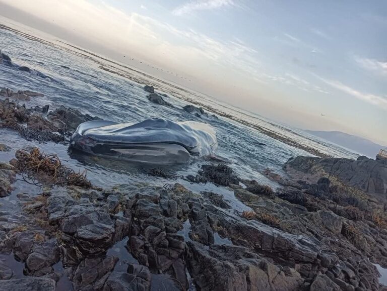 Tragedia en Iquique: Ballena azul juvenil varó y murió en la costa