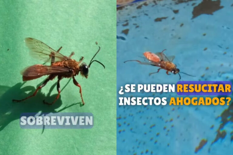 ¿Resucitan los insectos ahogados? Video te explica cómo salvarle la vida a los invertebrados que caen en la piscina