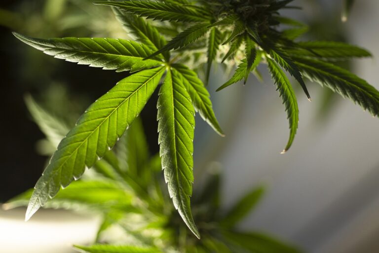 Riego falló e inundó a vecino: Encuentran más de 120 plantas de marihuana en departamento de Las Condes tras inusual accidente