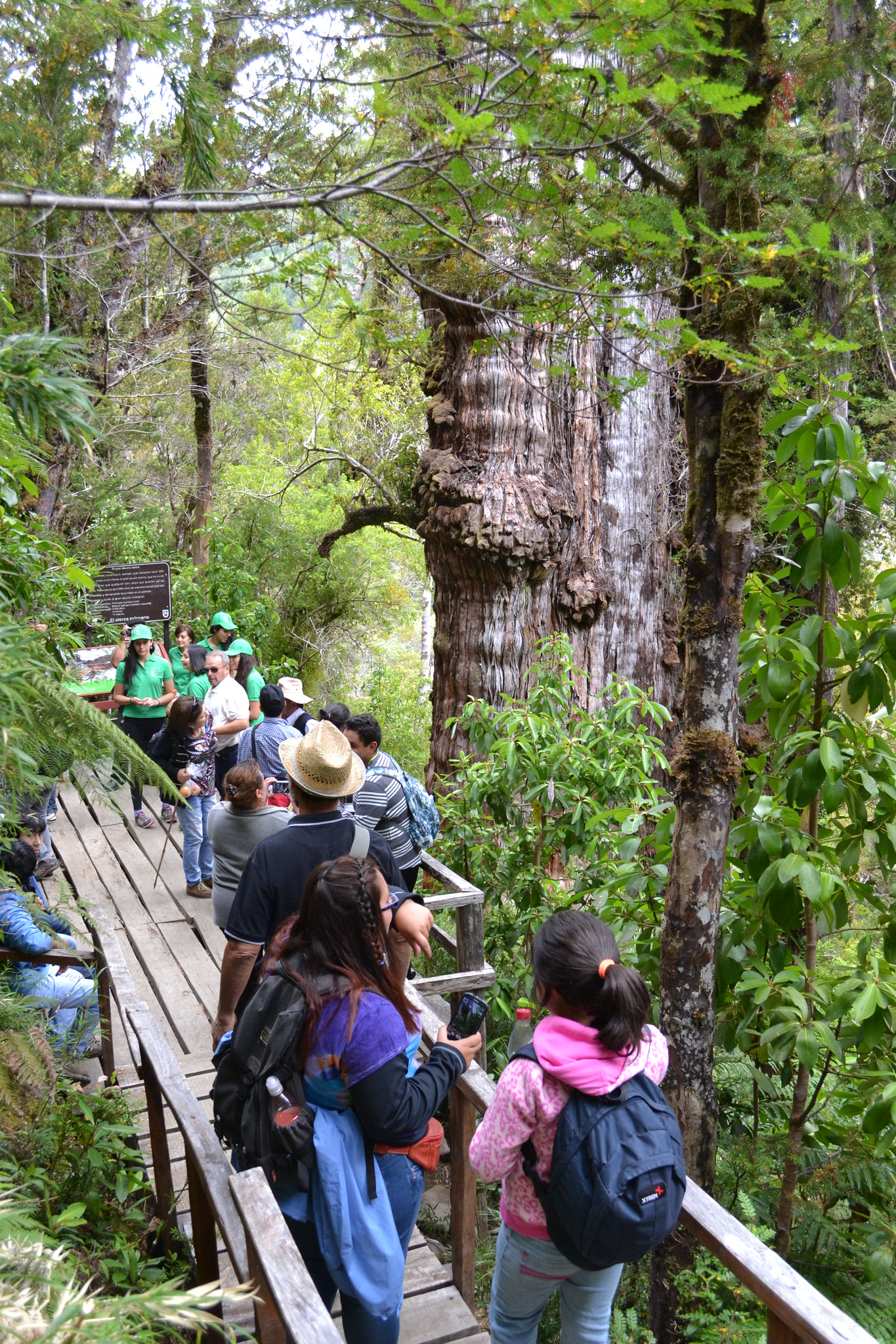 Parque Nacional Alerce Costero. Foto: Ricardo San Martín
