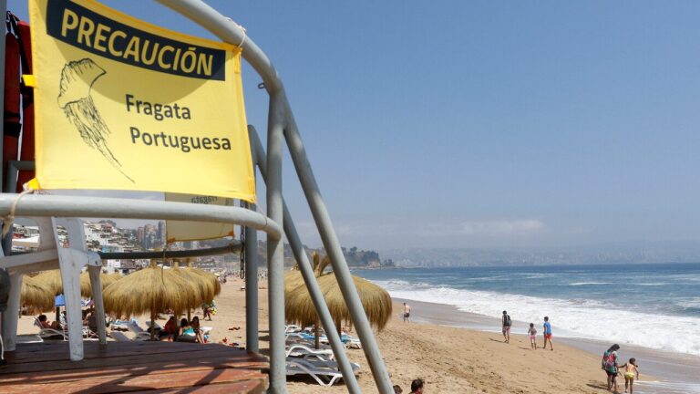 Temporada de verano: ¿Qué debo hacer si me pica una fragata portuguesa?