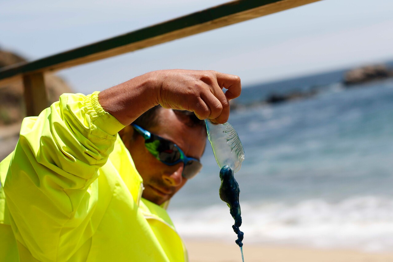 Temporada de verano: ¿Qué hacer si te picó una fragata portuguesa?/Agencia Uno.