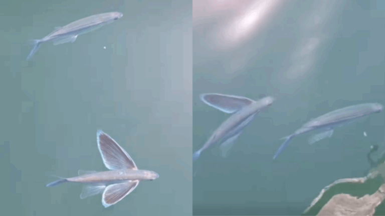 Inusual avistamiento en costa de Iquique: Pescadores registraron pareja de peces voladores