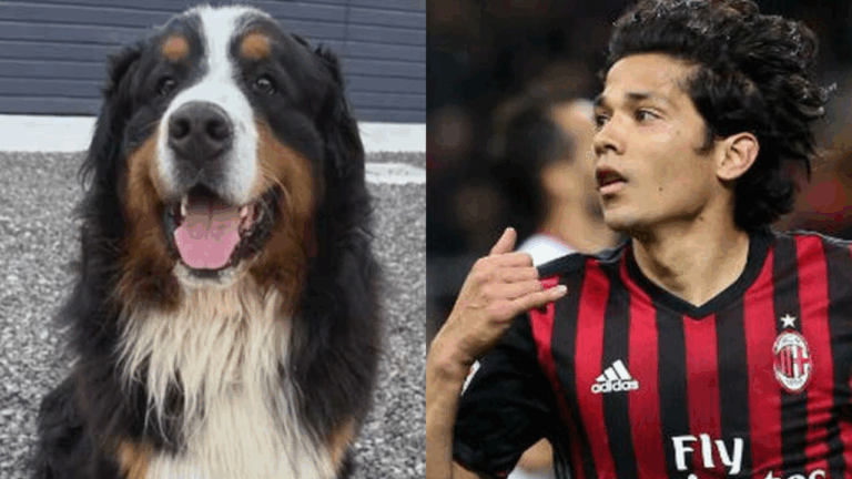 Ofrecen cuantiosa recompensa por encontrar al perrito de Matías Fernández en Valparaíso: Responde al nombre 
