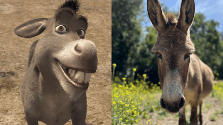 Muere Pericles, el burro que inspiró al personaje de 