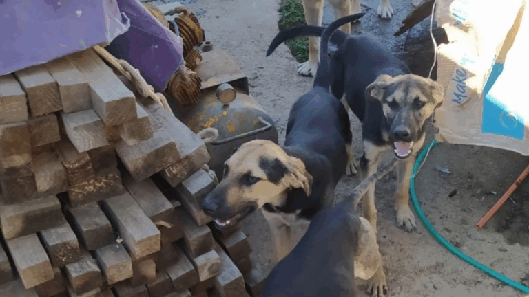 Rescatan a 9 perritos maltratados en Quilpué y detienen a su dueño