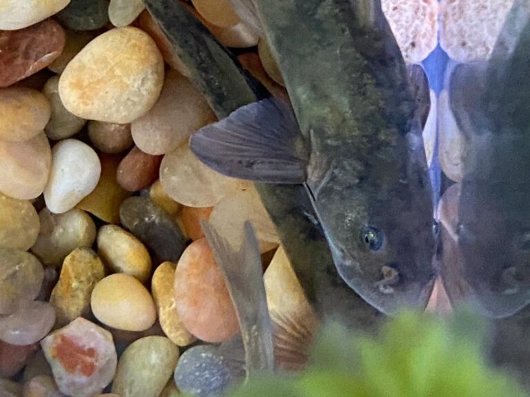 Investigación chilena revela avances para la conservación de una especie de pez primitivo en peligro de extinción