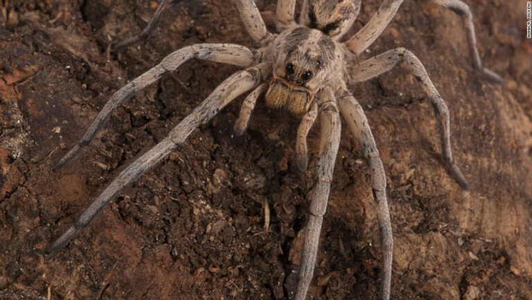 Descubren en Talca nuevo tipo de araña que es capaz de esconderse en madrigueras