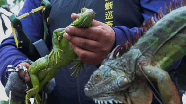 Taiwán está planificando sacrificar a cerca de 120.000 iguanas verdes que han causado estragos en la producción agrícola