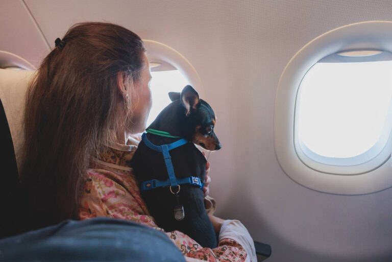 ¿Viajas con mascotas fuera de Chile? Revisa los trámites que debes realizar