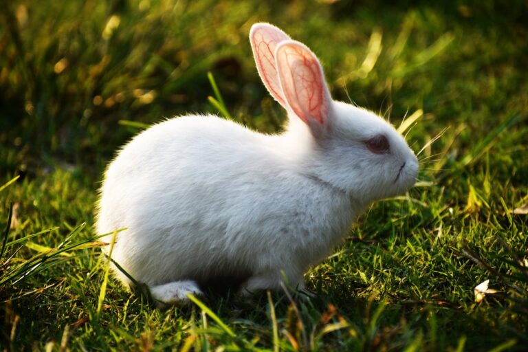 Comienza a regir ley que prohíbe la experimentación en animales para cosméticos: Revisa en qué consiste, las multas y más