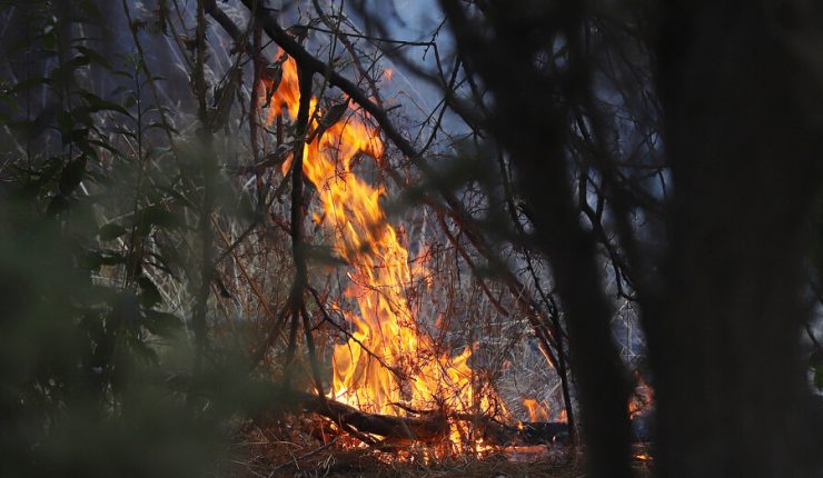 Más de 9.000 hectáreas quemadas: Conaf confirma intencionalidad en incendios forestales que arrasan La Araucanía