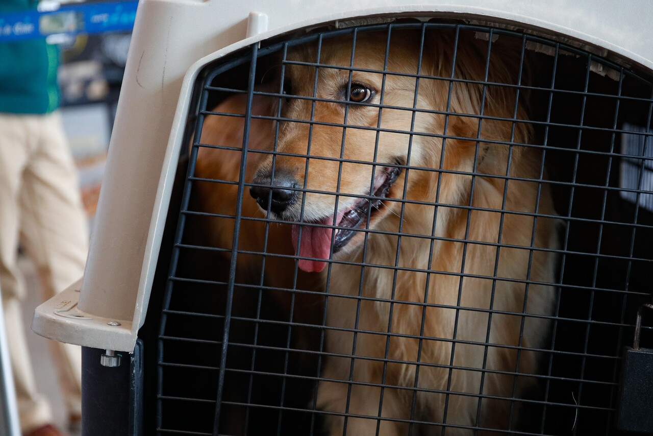 Sernac oficia a aerolíneas por problemas en el traslado de mascotas: SKY es la que ha recibido más reclamos. Agencia Uno