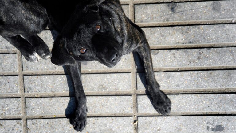 ¿La patrulla canina? Perritos callejeros salvan a turista japonés de violento asalto en Valparaíso