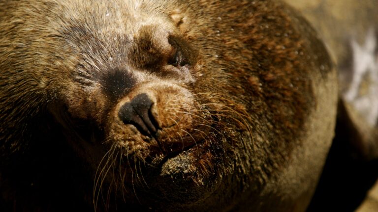 Registran agresión a un lobo marino en La Araucanía: Sujeto le lanzó piedras en reiteradas ocasiones