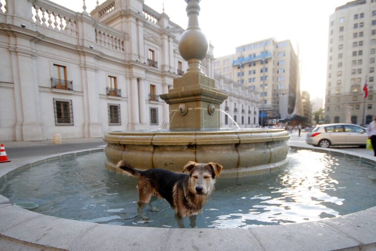 Médica veterinaria explica: ¿Cómo cuidar a las mascotas del calor?