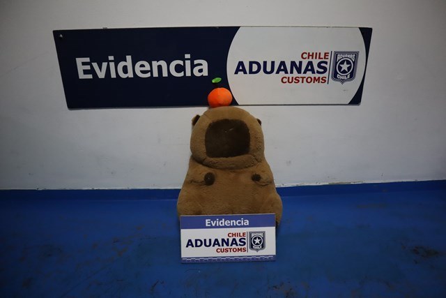 Mujer intentó entrar a Chile con 185 ovoides de pasta base ocultos al interior de un peluche de capibara y de sus ropas. Aduanas