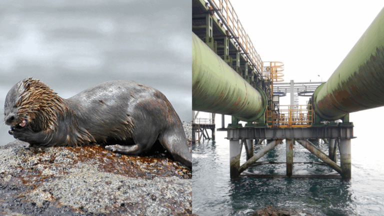 Tras muerte de chungungo en pozo de aducción: Ordenan a Termoeléctrica Guacolda tomar 