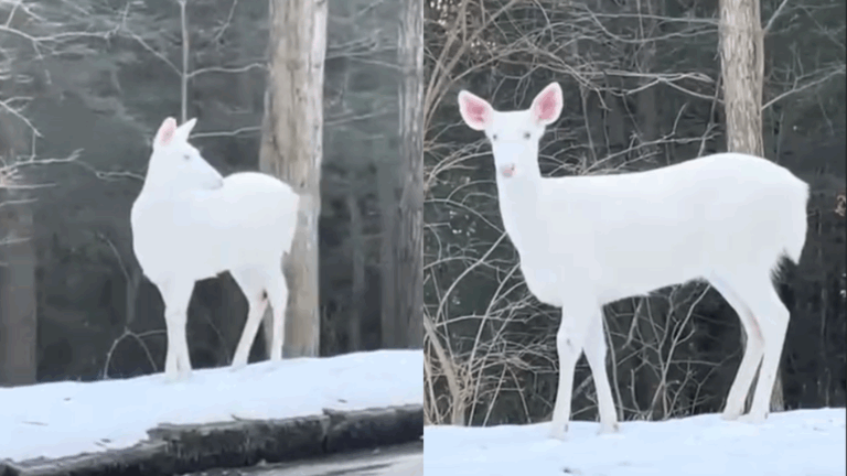 Captan raro ciervo albino en Estados Unidos y usuarios lo comparan con el 