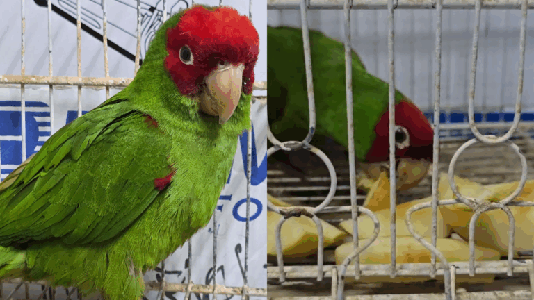 Rescatan loro de máscara roja en Iquique: Hombre que lo llevaba no pudo acreditar propiedad del animal