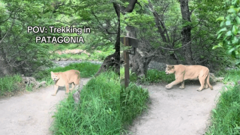 Turista grabó momento en se encontró de frente con un puma mientras hacía trekking en la Patagonia