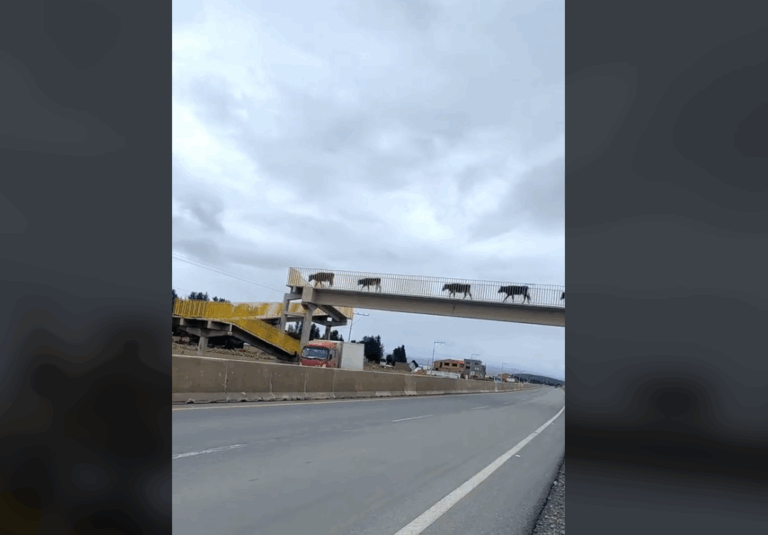 Esto es educación vial: Captan a grupo de vacas usando una pasarela para cruzar carretera en Bolivia