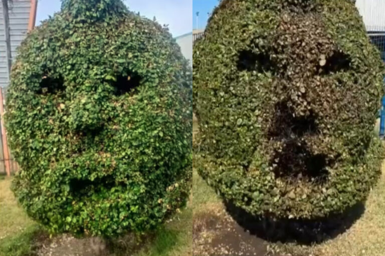 Duró pocas horas: Desconocidos queman árbol que homenajeaba a Arturo Vidal en Talcahuano
