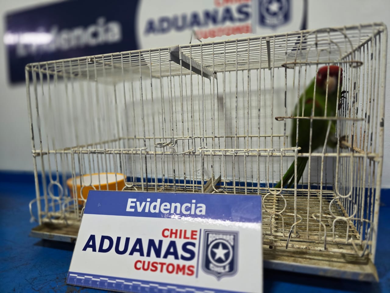 Funcionarios de Aduanas rescataron loro de máscara roja en Iquique. Aduanas