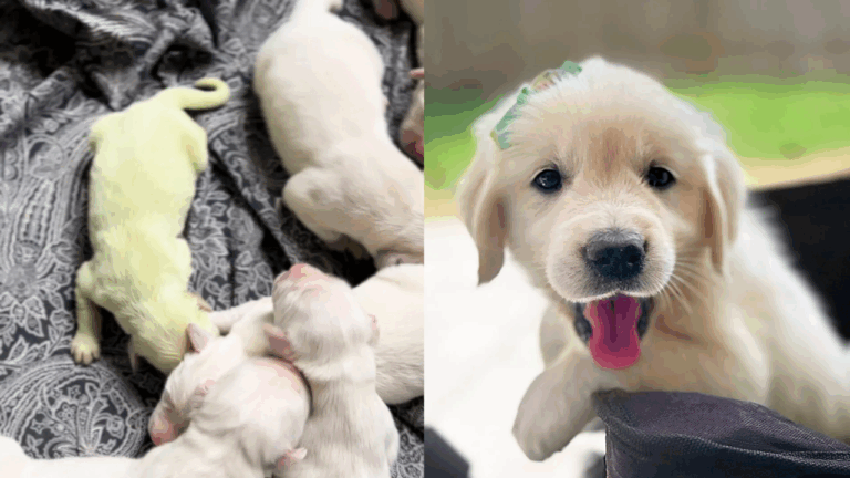 Perrita que nació verde vuelve a ser viral: Así es la nueva vida de la golden retriever Shamrock