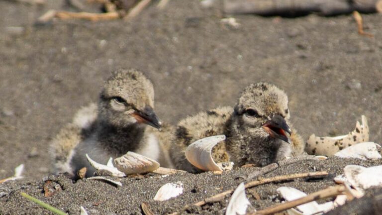 Polluelo de pilpilén muere atropellado por motoristas en Antofagasta