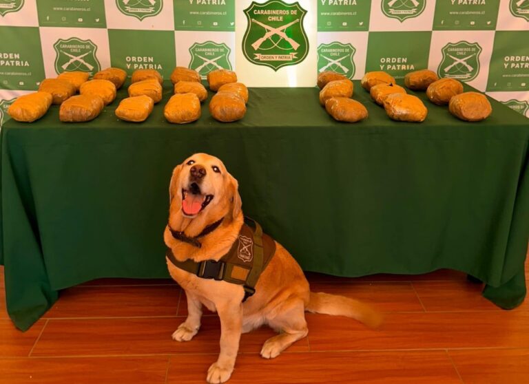La historia de Didier, el perrito de Carabineros que encontró 12 kilos de marihuana en Tarapacá: Está pronto a jubilar