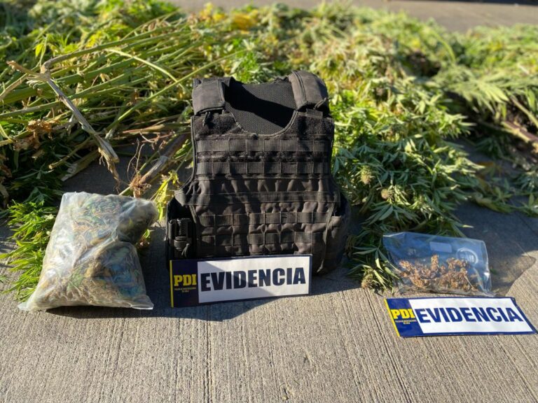 La Araucanía: Operativo policial en sector Pancho Curamil permite incautar casi 500 plantas de marihuana