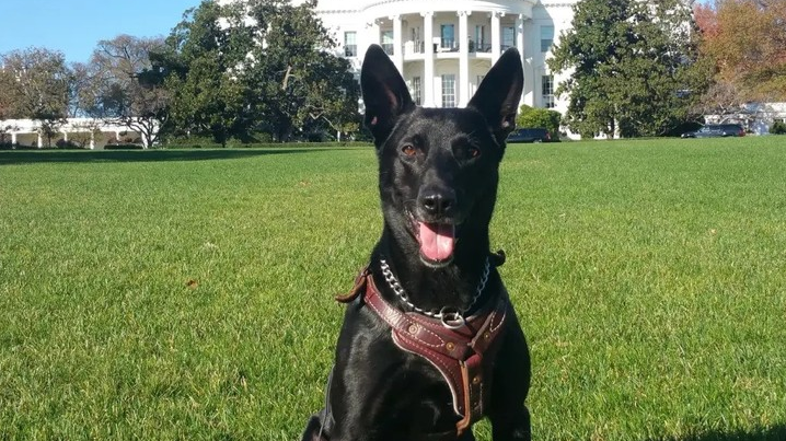 La Casa Blanca está de luto: Confirman la muerte de Huracán, el perro héroe del Servicio Secreto que salvó la vida de Obama