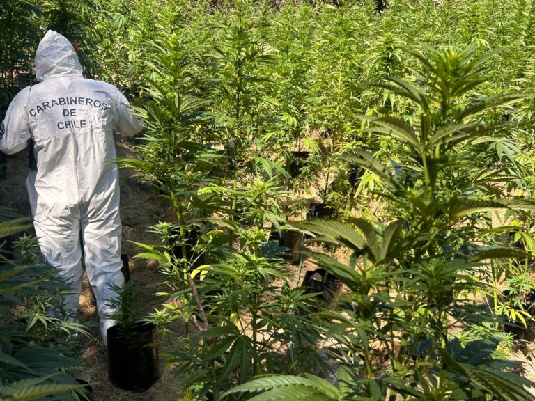 Más de 3 mil plantas: Operativo policial termina con masiva incautación de marihuana en Valparaíso