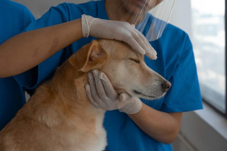 Clínica veterinaria deberá pagar casi $5 millones por muerte de perro: Había sido atendido por una uña fracturada