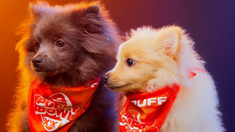 Puppy Bowl XII: Las postales de las estrellas caninas del campeonato